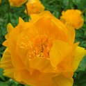 Trollius chinensis fleur